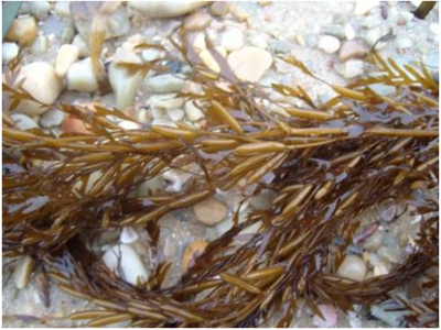 探索海洋寶藏 海洋生物活性物質(zhì)提取及其在腐植酸領(lǐng)域的協(xié)同應(yīng)用前景